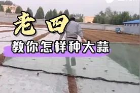 从犁地到大蒜出齐苗，都需要哪些流程，老四教你怎样种大蒜
