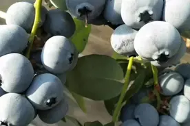 像葡萄一样成串的新品种蓝莓，法新蓝莓您了解吗视频封面