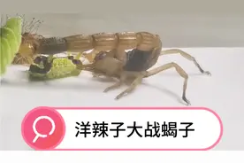 洋辣子大战蝎子，洋辣子可能对蝎子的毒针免疫。谁能打败洋辣子？视频封面
