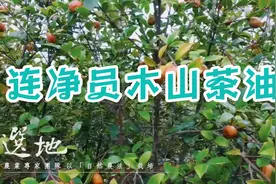 山茶油人称“长寿油”，今天带大家走进茶油种植地视频封面