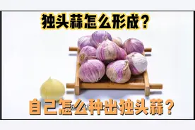 独头蒜是怎么形成的？怎么种出来？搞清原因后两个方法提高独头率视频封面