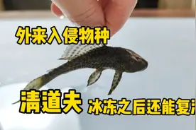 外来入侵物种清道夫生命力有多顽强？冰冻24小时解冻后还能复活吗视频封面