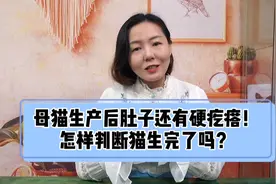 母猫生产完，肚子还有硬疙瘩，怎样判断猫咪生完没？视频封面