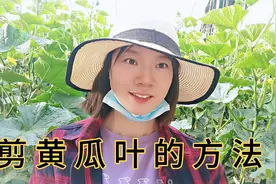 实地教大家剪黄瓜叶的方法，这样做产量高，瓜型好视频封面