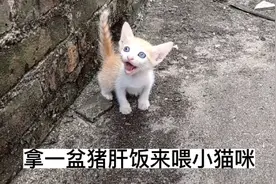 拿一盆猪肝饭来喂刚满月的小猫咪，太喜欢吃了都是大口的吃视频封面