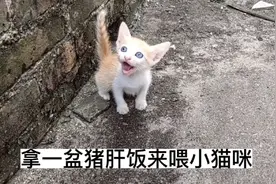 拿一盆猪肝饭来喂刚满月的小猫咪，太喜欢吃了都是大口的吃