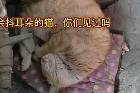 我家猫咪会抖耳朵，你们的猫咪会吗？