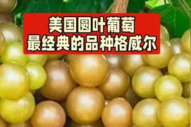 美国圆叶葡萄格威尔挂果量惊人，囗感香甜，不愧为最经典的品种视频封面
