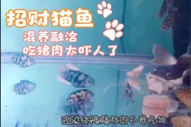 在我看来招财猫鱼可以和其他鱼混养，而且相处很融洽！你们家猫呢