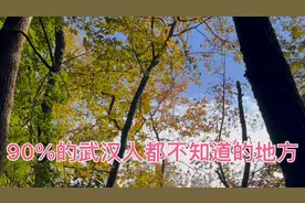 东湖有一个专门观赏枫树的地方，估计90%的武汉人都不知道在哪里视频封面