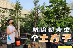 有蚧壳虫又不想喷药咋办？教你一个“土配方”，一次解决无后患视频封面