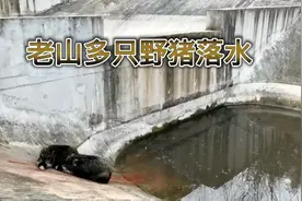 南京老山多只野猪落水，疑为救助同伴，野猪壮举感动老山视频封面