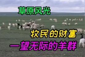 内蒙古大草原，牧民到底多有钱，看他的万亩草原千只羊！视频封面