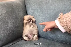 幻影色小博美第一次接受训练，手舞足蹈一脸傲娇的样子，太可爱了视频封面