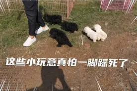 黑色小体泰迪300一只！比熊400一只！太便宜了！视频封面