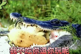 为什么乌龟和鳄鱼有亲缘关系，它们属于一个栖类，但与祖先分家了视频封面