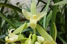 建兰，素花，清香。去年开过花今夏复花第一次开花。视频封面