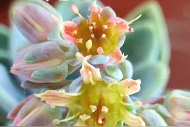 听说多肉开花寓意幸运，有好事来临，吉祥的预兆。视频封面