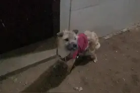 咱们救助的脖子勒伤狗狗后续视频封面