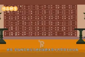 东北三宝之“鹿茸”的神奇功效！视频封面