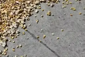 河南高温晒玉米晒成爆米花