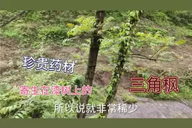 寄生在漆树上的珍贵药材三角枫，翻了三个山头终于找到了视频封面