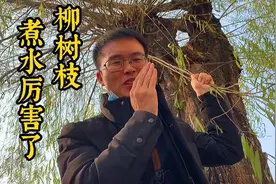农村“柳树枝”煮水厉害了，30元一斤，很多人不知柳枝的好处！