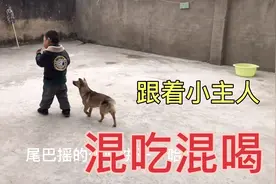 这个小狗也太聪明了，知道跟着小主人有东西吃，天天混吃混喝的视频封面