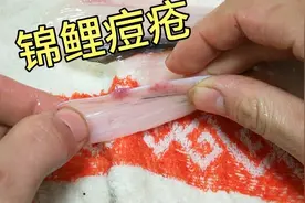 锦鲤痘疮治疗全过程，看完你也能治疗奥！