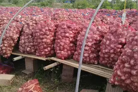 100吨大蒜的储存方式搭架子盖大棚这是正确储存方法吗