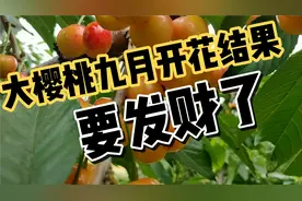 大樱桃在阳历九月也能开花，马上是要发财的节奏，原因是什么视频封面
