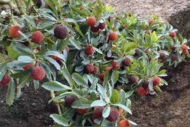浙江温州茶山杨梅，5块钱一斤视频封面