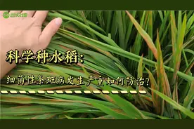 8月份雨水多，水稻细菌性条斑病发生严重，宜连用2次药防治