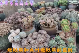 姬秋丽和丸叶姬秋丽有啥区别，看起来好像差不多，你们喜欢哪一个