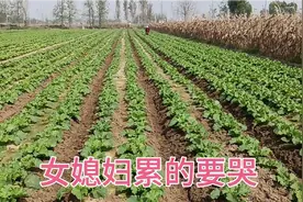 农村儿媳妇干活累的要哭，你们有种过地的吗？视频封面