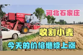 河北石家庄农村小麦收割，一斤涨到1.45元，一天一个价格还能涨吗视频封面