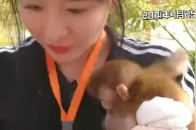 去衡水野生动物园看刚出生14天的网红小猴子视频封面