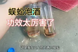 云南小伙在山上捡到蜈蚣泡酒，可以擦皮肤红肿消毒，很神奇