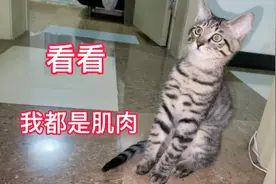 小奶猫身材匀称健美，身上都是小肌肉，十足小帅哥一枚！视频封面