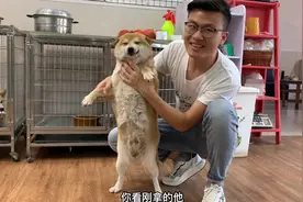 怀孕20天的柴犬，主人刚抱怀里竟然撒娇又卖萌，脸上乐开了花！视频封面