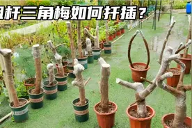 扦插粉丝送的粗杆三角梅，扦插前如何处理？操作比你想象的简单视频封面