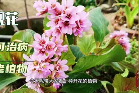 岩白菜开花好看还可以治病，据说和恐龙一个时代，真稀罕视频封面