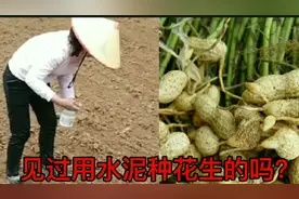 用水泥伴花生种能增产你知道吗？大多数人都是伴生石灰种的啊