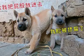 小奶狗开启战略讨吃，叫得越大声就越兴奋，最后脸都被挤扁了视频封面