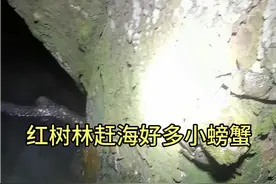 第一次去红树林里赶海发现好多蛮牛蟹，小螃蟹视频封面