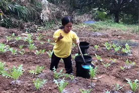 菜不长，大哥买肥料入肥，矮妹也帮忙，金少在家弄辣椒酿视频封面