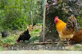 养鸡场的故事视频封面