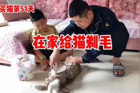 我家猫剃完毛后别提有多香了，不耽误吃，不耽误玩，颜值一样高视频封面