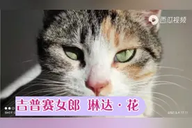 花花曾是小区里的流浪猫，在她生完第三窝孩子时，我们收养了她视频封面