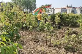 专业培育各品种果苗视频封面